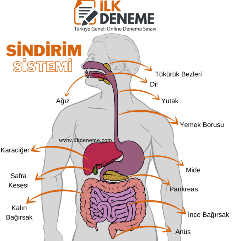 Sindirim Sistemi: İşleyişi ve Hastalıkları Hakkında Bilgiler